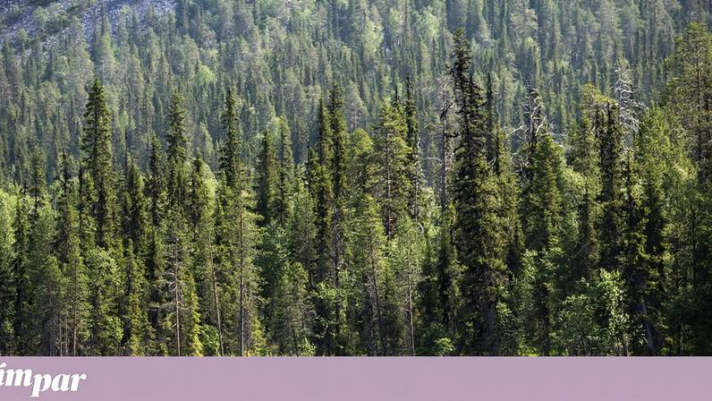 Finlândia continua como país mais feliz; Portugal recua nove posições