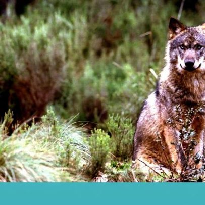 Conflitos em torno de Seguro, Hollywood e Chega geram controvérsia