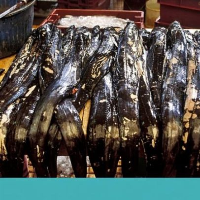 Peixe-espada: frita ou grelhada, qual é a melhor opção no almoço
