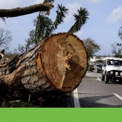 Geota propõe soluções naturais no programa de recuperação pós-tempestades