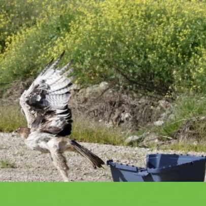 Águia-de-bonelli eletrocutada é recuperada e devolvida à natureza