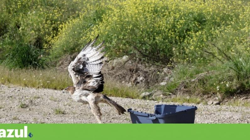 Águia-de-bonelli eletrocutada é recuperada e devolvida à natureza