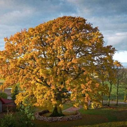 Carvalho lituano de 400 anos é Árvore Europeia do Ano