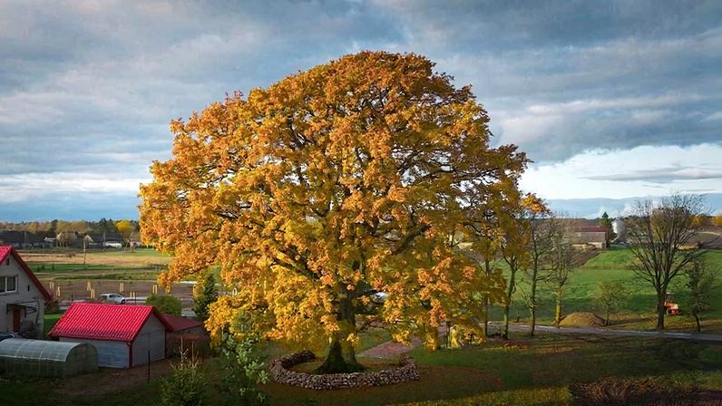 O Carvalho de Laukiai situa-se no centro da Lituânia