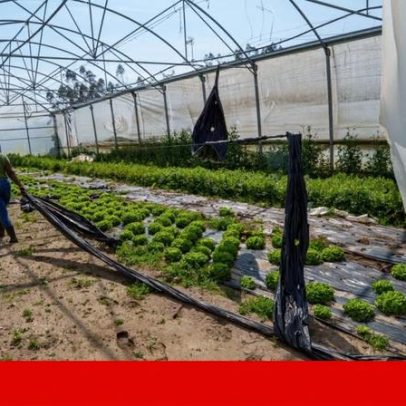 Em Leiria, alguns agricultores ainda têm força; outros não