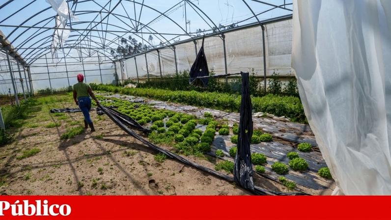 Quem ainda tem as estruturas danificadas, está a antecipar a plantação de culturas de Verão em estufas a céu aberto ao ar livre