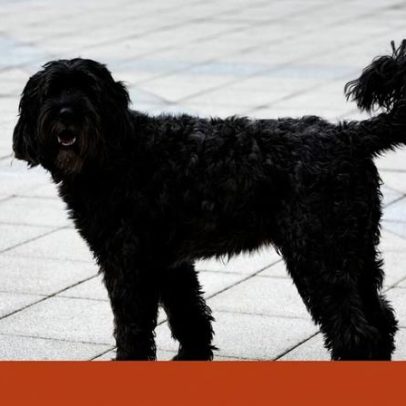 Lei italiana que supostamente paga pouco para cuidar de animais é desmentida