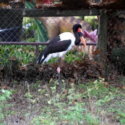 Jabiru-do-senegal, a ave com as pernas mais longas de África