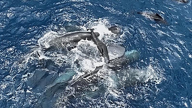 Foto de 2023 fornecida pelo Project CETI mostra cachalotes fêmea a segurar uma cria recém-nascida à superfície até esta conseguir nadar sozinha