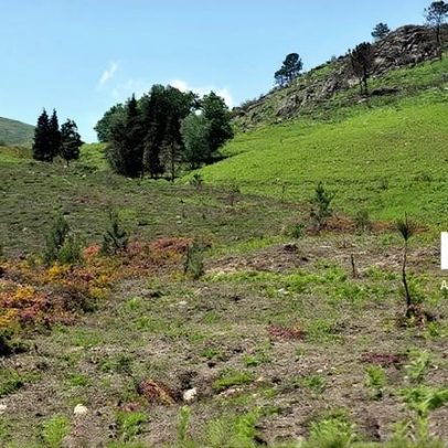 Mais de 100 operacionais combatem incêndio no Parque Nacional da Peneda-Gerês