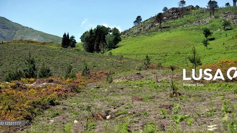 Mais de 100 operacionais combatem incêndio no Parque Nacional da Peneda-Gerês