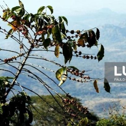 Angola mira elevar produção de café para maior aceitação internacional