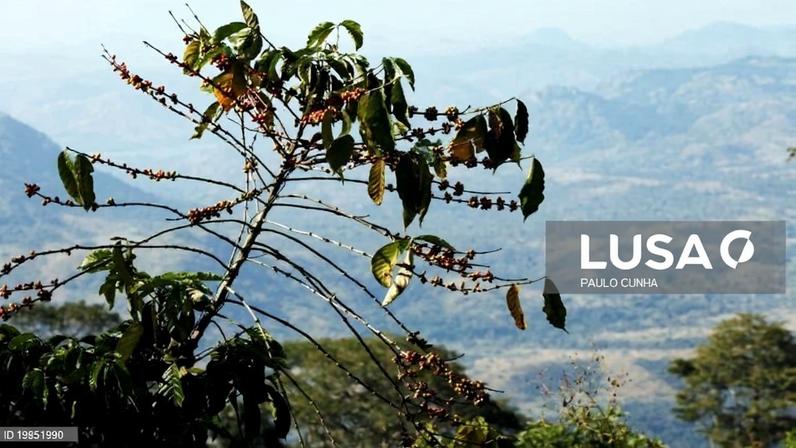 Angola mira elevar produção de café para maior aceitação internacional