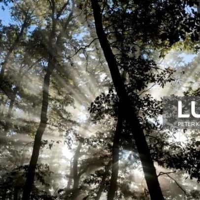 Quercus ofereceu 1,7 milhões de árvores em 15 anos