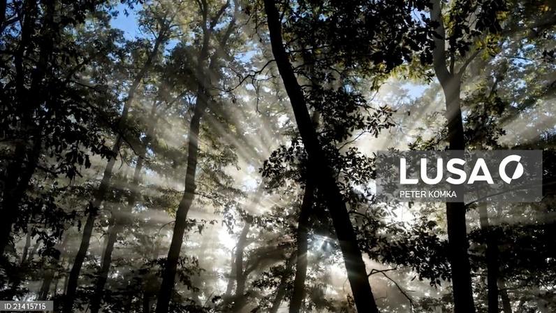 Associação ambientalista Quercus ofereceu 1,7 milhões de árvores em 15 anos