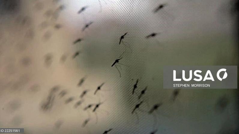 Mortes por malária na província moçambicana de Sofala quadruplicam em 2025