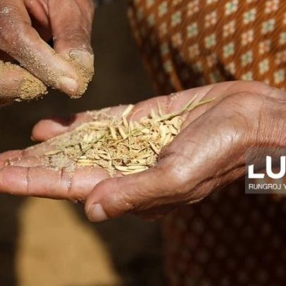 Moçambique busca apoio da Tailândia para aumentar produção de arroz