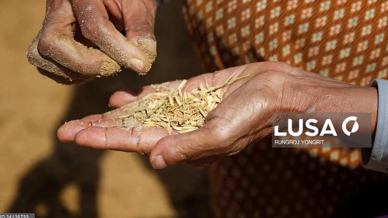 Moçambique quer apoio da Tailândia para aumentar produção de arroz