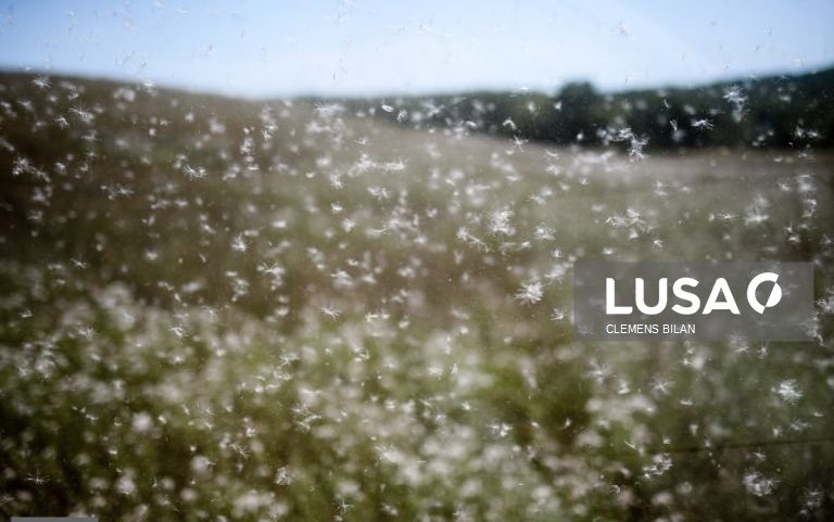 Concentração de pólen elevada nas regiões centro e sul a partir de 6.ª feira