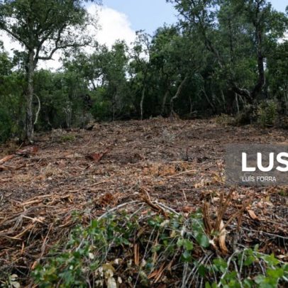 Proprietários têm até 30 de junho para limpar terrenos em áreas em calamidade