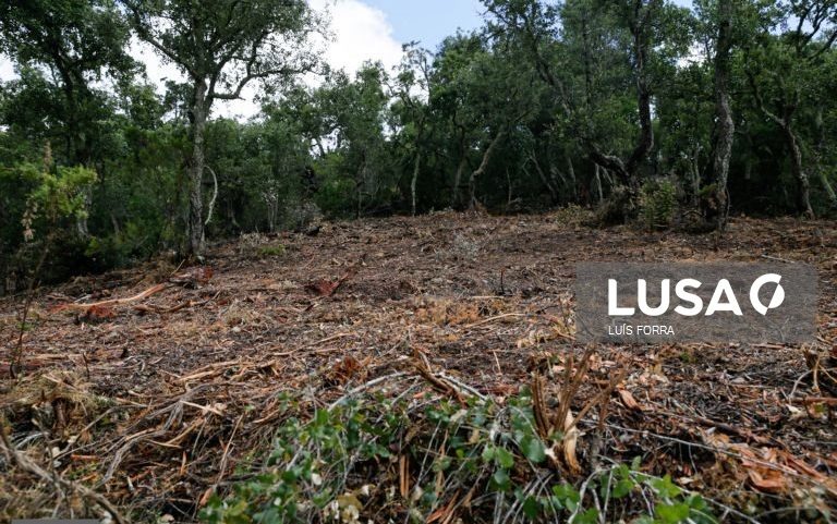 Proprietários têm até 30 de junho para limpar terrenos nos municípios abrangidos por calamidade