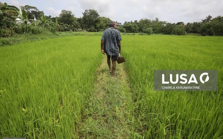 Preço alto dos fertilizantes vai agravar situação dos produtores angolanos - associações