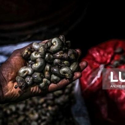 Governo de transição da Guiné-Bissau fixa preço da castanha de caju