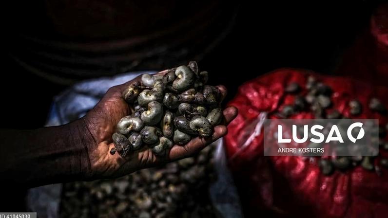 Governo de transição da Guiné-Bissau fixa preço da castanha de caju