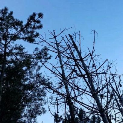 ICNF afirma que abate de pinheiros em Sesimbra não precisava de autorização