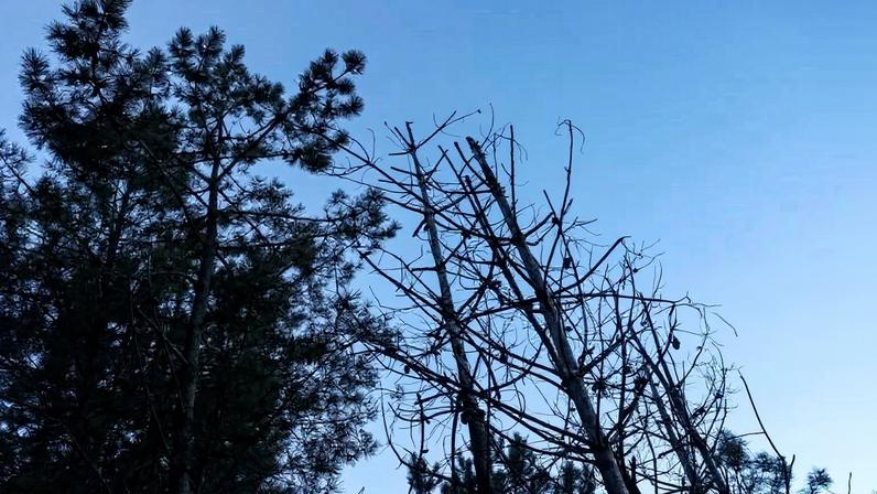 ICNF diz que abate de pinheiros em Sesimbra não precisava de autorização