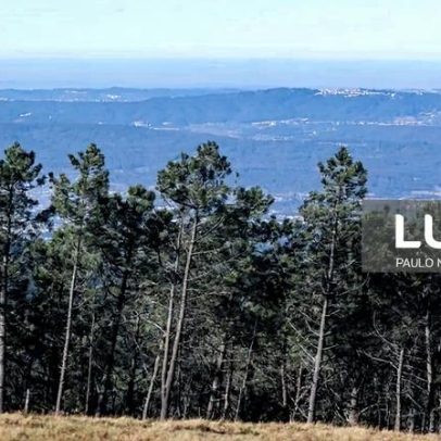 Exportações da fileira do pinho sobem 2% para 2,5 mil ME em 2025