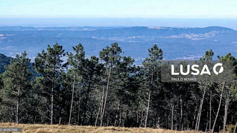 Exportações da fileira do pinho sobem 2% para 2,5 mil ME em 2025