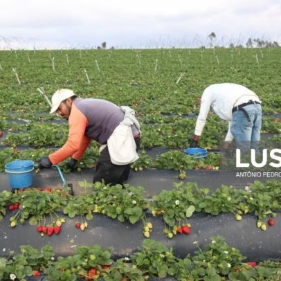 Agricultura perde 210.000 trabalhadores nos últimos 30 anos, aponta estudo