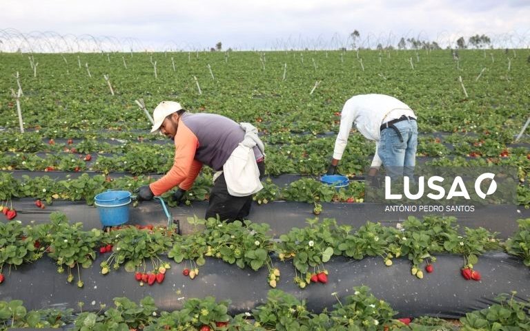 Agricultura perdeu 210.000 trabalhadores nos últimos 30 anos – Estudo