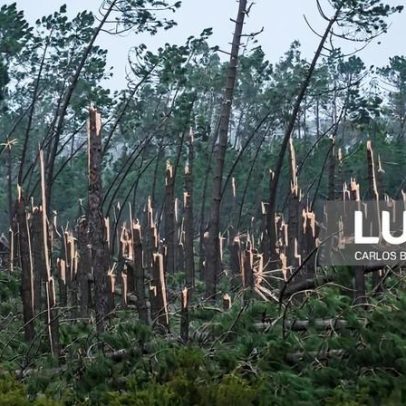 Bruxelas aprova 250 milhões de ajudas ao setor florestal em Portugal