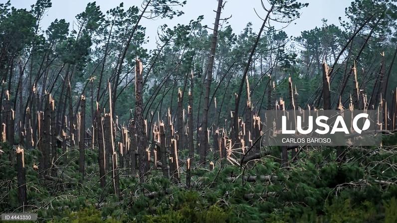 Bruxelas aprova ajudas estatais de 250 ME para setor florestal em Portugal