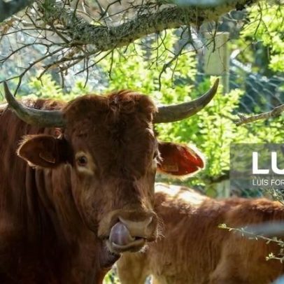 Produtores recuperam raça algarvia extinta e miram comercialização