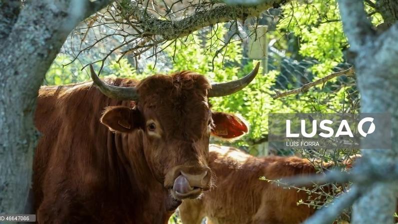 Produtores recuperam raça bovina algarvia dada como extinta e querem comercializá-la