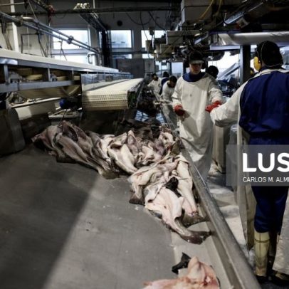 Conselho Norueguês dos Produtos do Mar investe até 800 mil euros em Portugal