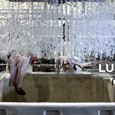 Bacalhau, símbolo da relação Portugal-Noruega à mesa dos portugueses