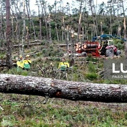 Seis mil intenções de privados para remoção de material lenhoso