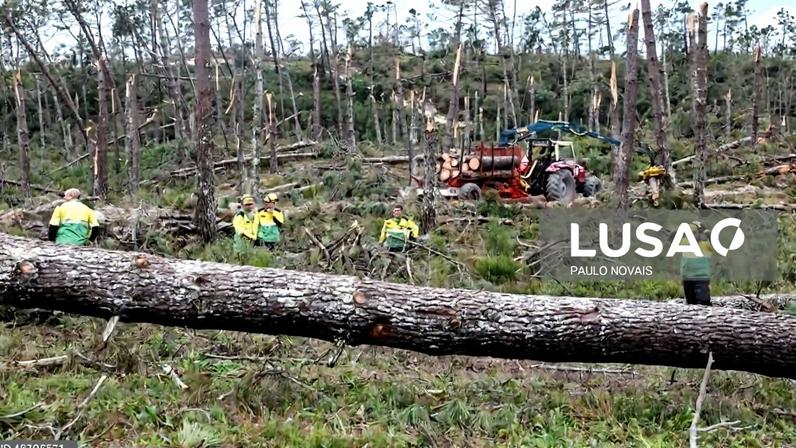 Seis mil intenções de privados para remoção de material lenhoso
