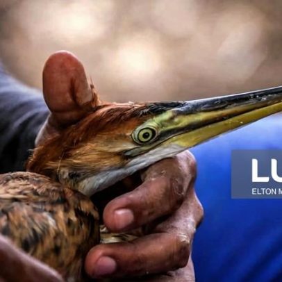 Técnicos percorrem terreno difícil para preservar garça-vermelha em Cabo Verde