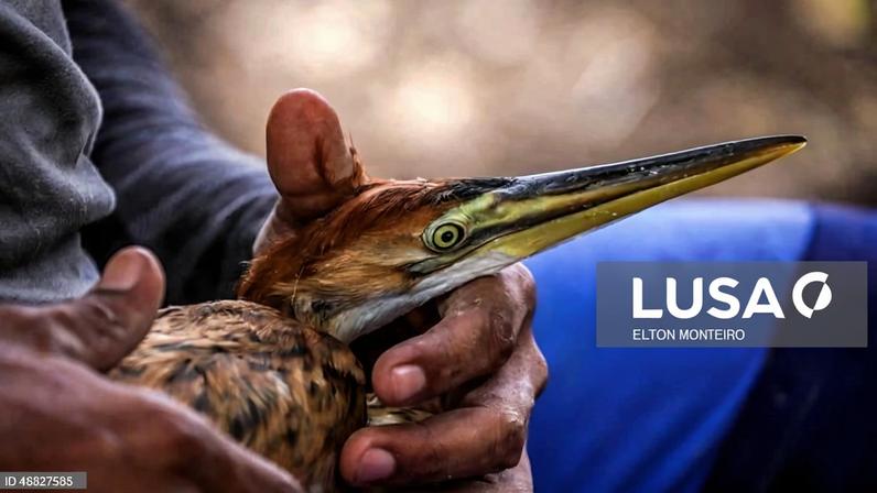 Técnicos percorrem terreno difícil para preservar garça-vermelha, ave exclusiva de Cabo Verde