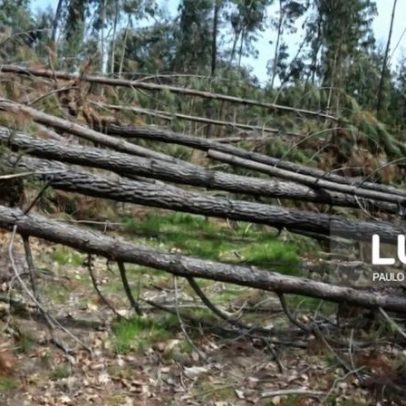 Pinhal Interior antecipa verão difícil árvores derrubadas e caminhos bloqueados