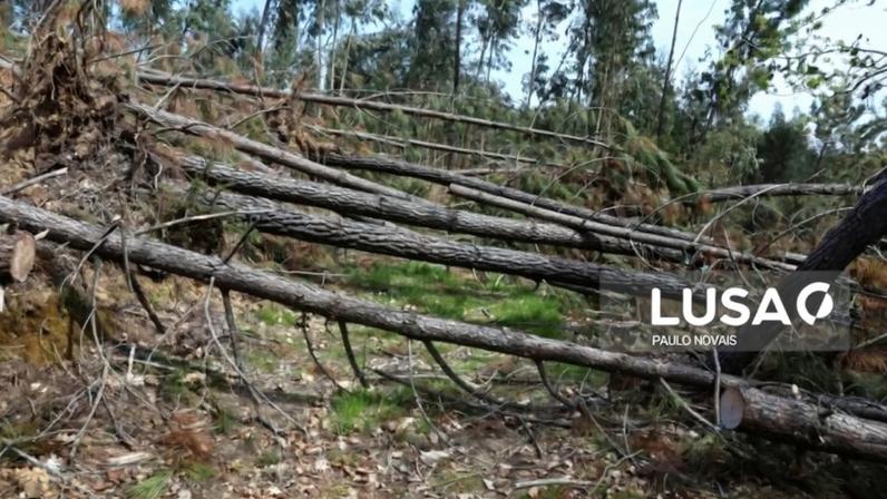 Pinhal Interior teme verão difícil com árvores derrubadas e caminhos impedidos