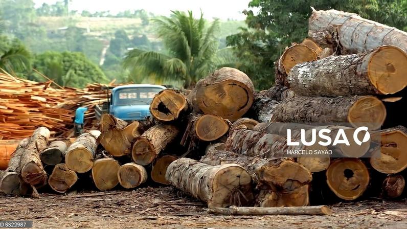 Desflorestação em foco no novo plano climático brasileiro