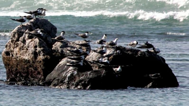 ONU alerta: 24% das espécies migratórias podem desaparecer