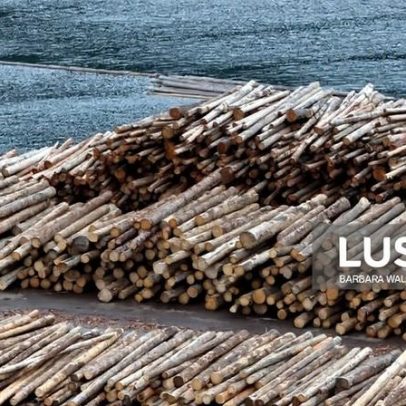 Moçambique implementa sistema digital de controlo de exportação de madeira