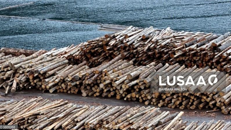 Moçambique vai introduzir sistema digital de controlo de exportação de madeira